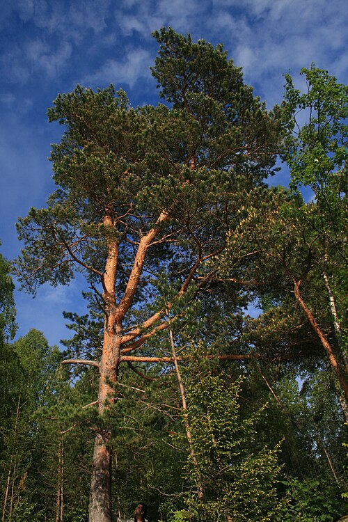 Strom borovice