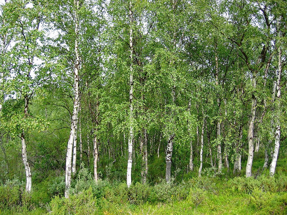 Strom bříza