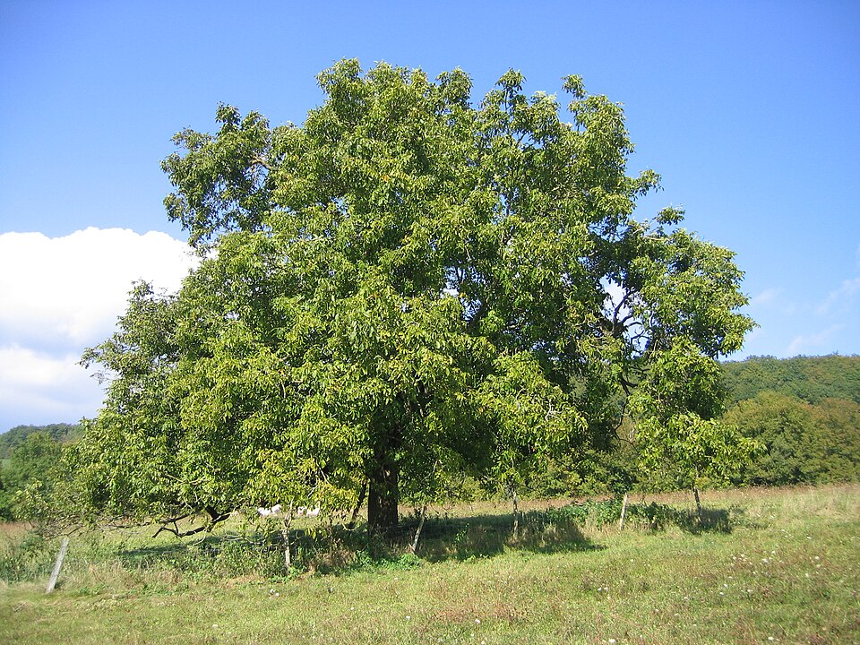 Strom ořech