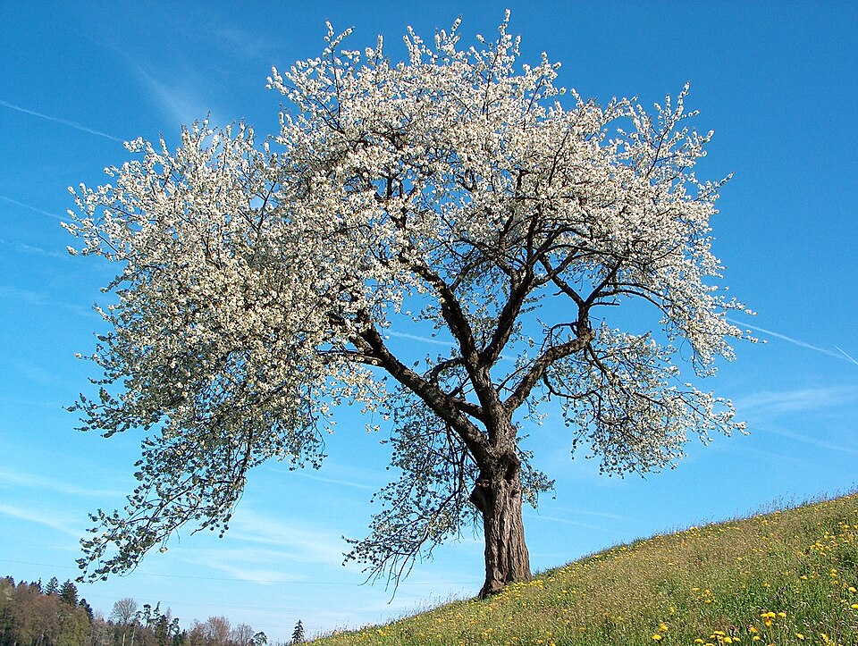 Strom třešeň